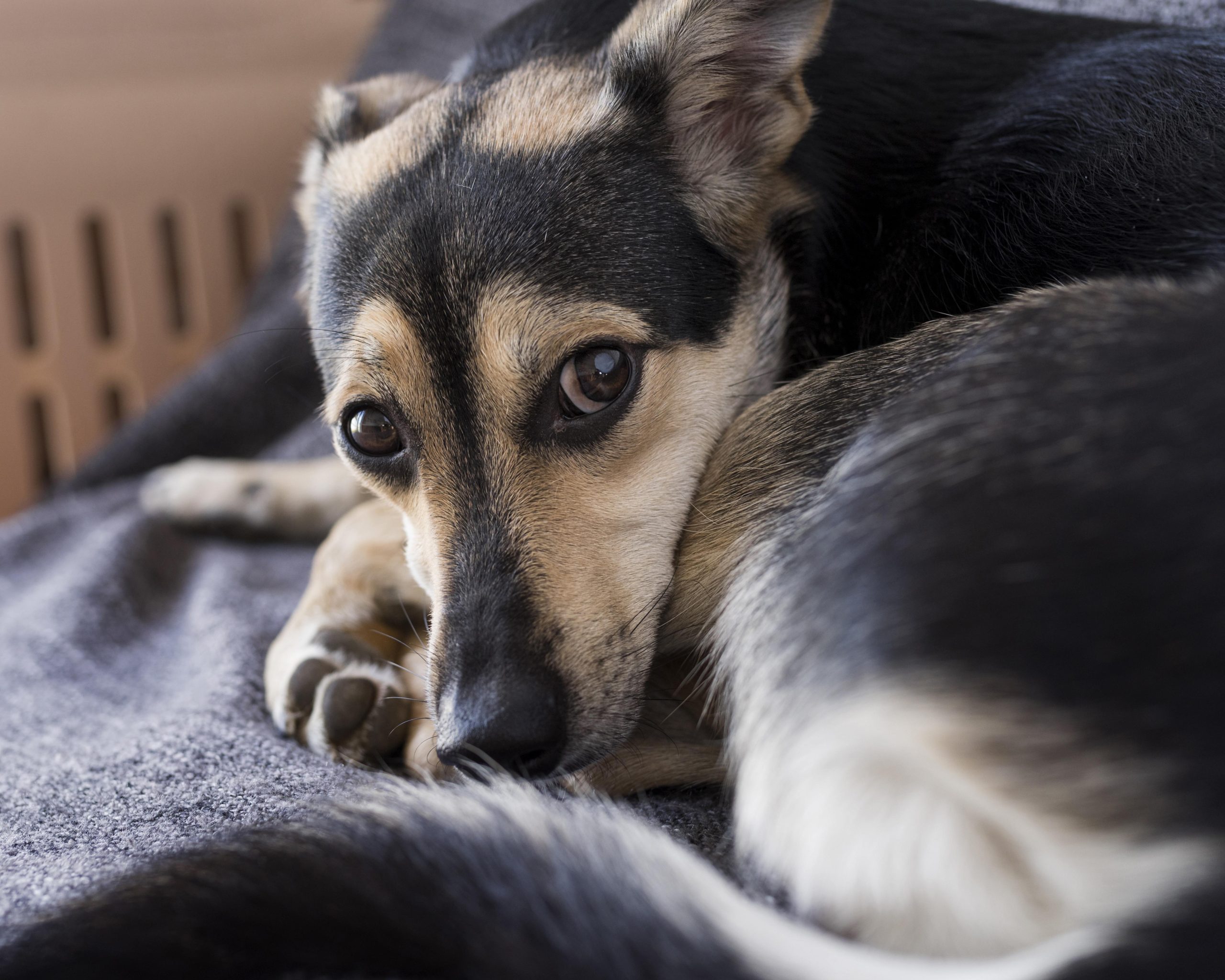Fix Dog Separation Anxiety Without Harsh Training