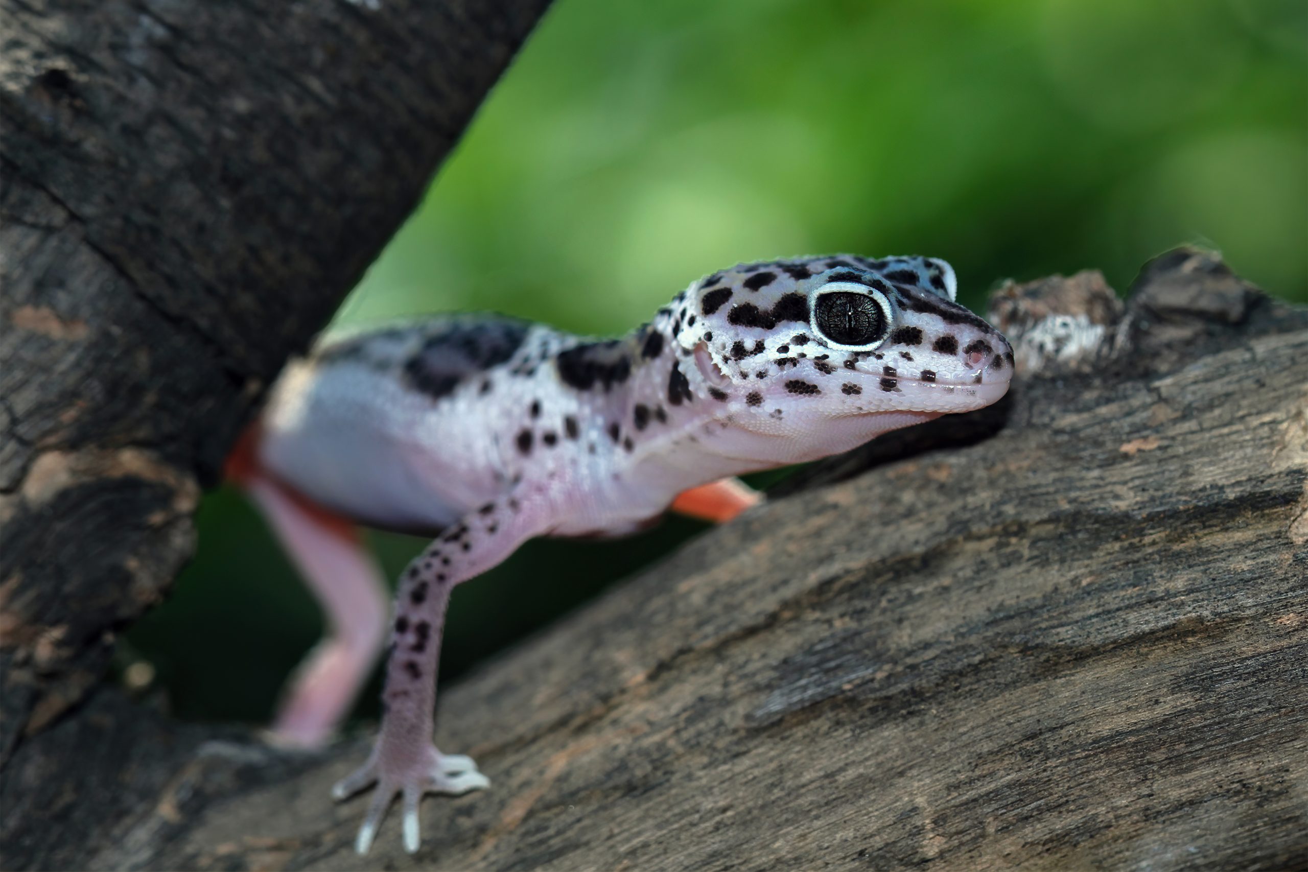 Build Gecko Habitat for a Happy, Healthy Pet