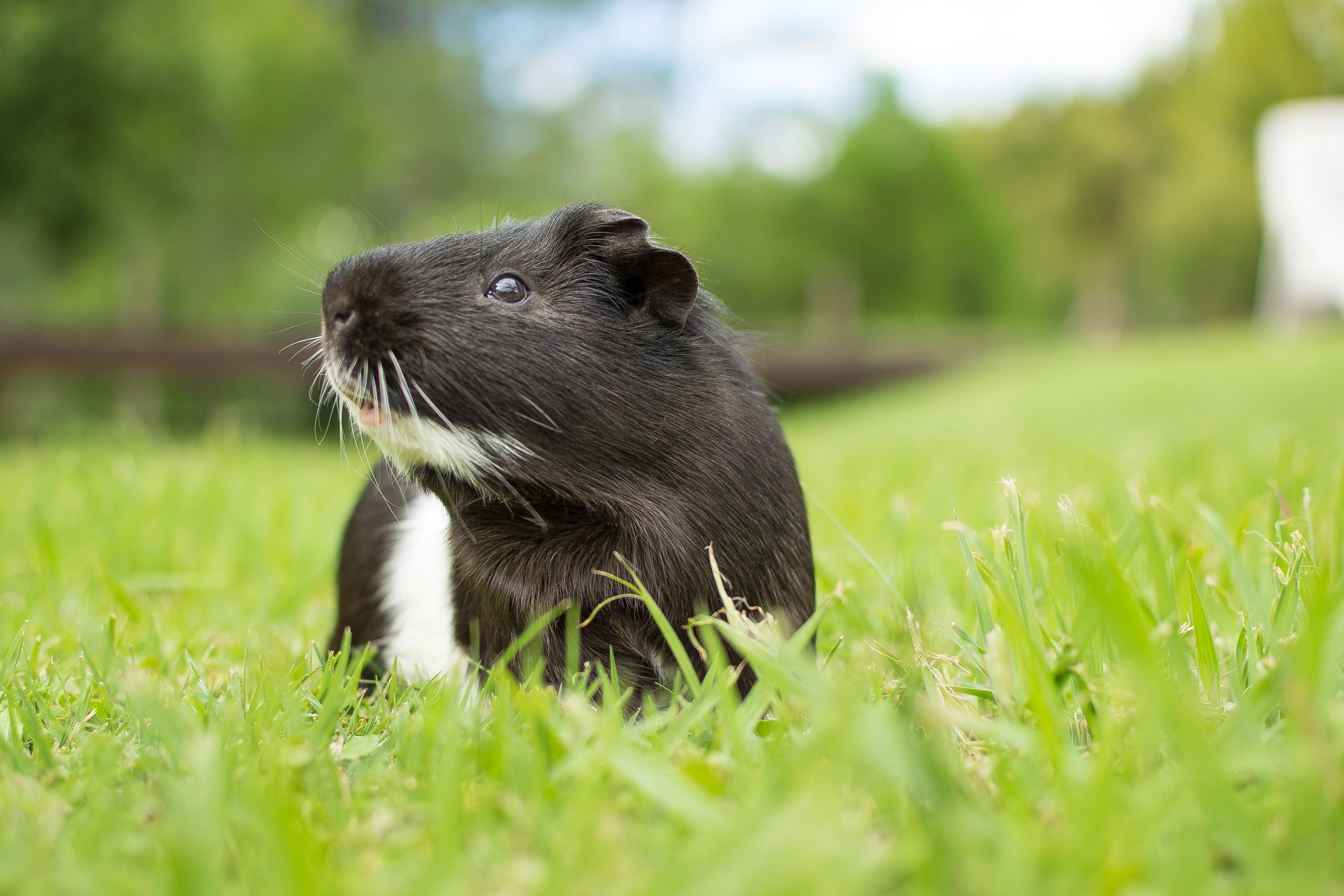 Picture Idea: Prevent Vitamin C Deficiency In Guinea Pigs Easily
